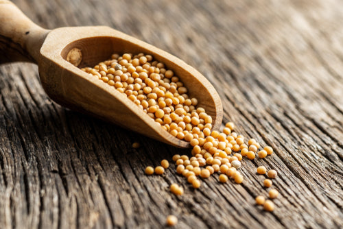 Yellow Mustard Seeds
