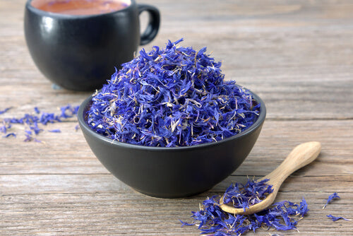 Blue Cornflower