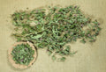 Spearmint Leaves