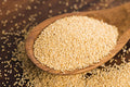 Poppy Seeds (Khus Khus)